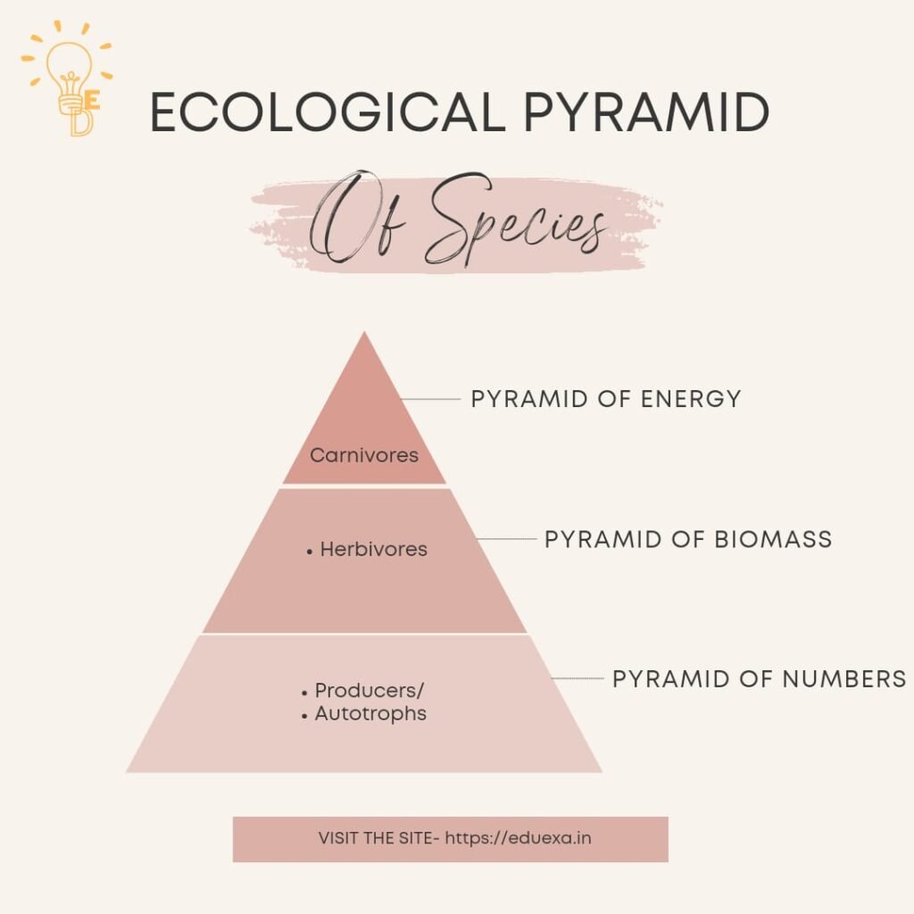 ecological pyramid