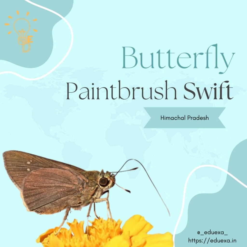 paintbrush swift butterfly upsc